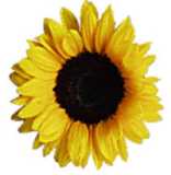 sunflower.jpg